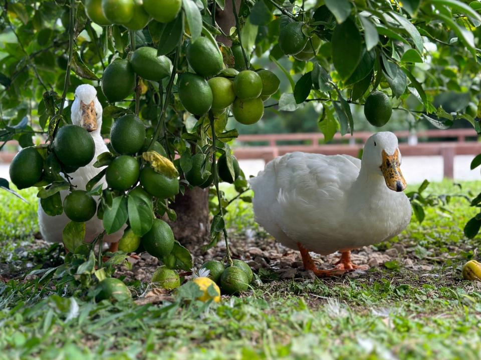 Two white ducks hide under a tree holding green limes