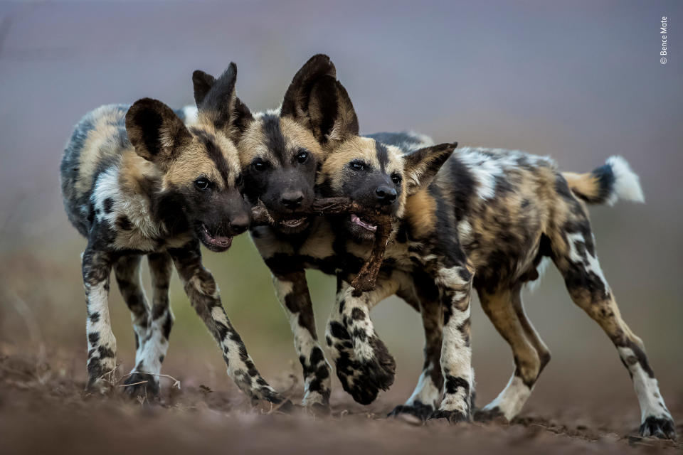 "While adult African wild dogs are merciless killers, their pups are extremely cute and play all day long. Bence photographed these brothers in Mkuze, South Africa &mdash; they all wanted to play with the leg of an impala and were trying to drag it in three different directions!"