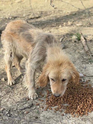 <p>Lindsay Paluba</p> Kit the Golden Retriever as a stray dog in Turkey