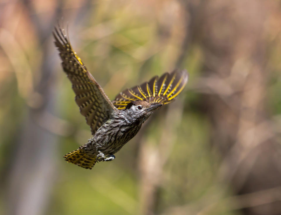 Animals in flight