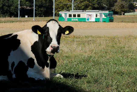 A cow grazes in a field on an autumn morning in Biere, Switzerland, September 26, 2018. REUTERS/Denis Balibouse/Files