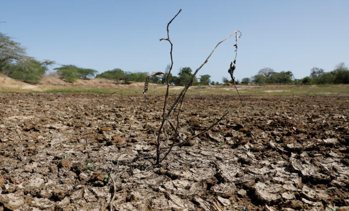 Una planta crece en un abrevadero seco en Kenia.