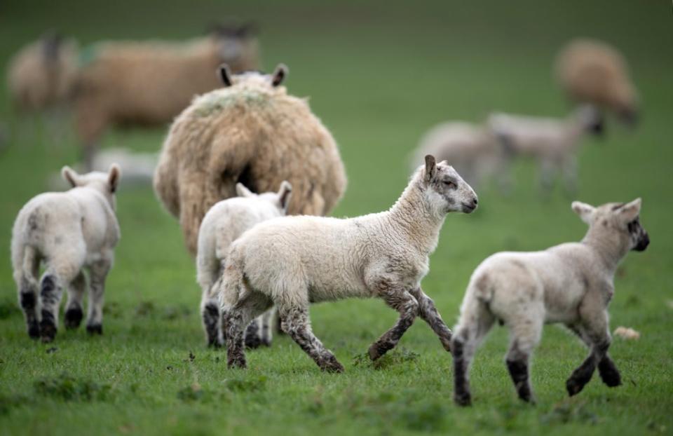 Sheep and their lambs in a field (Joe Giddens/PA) (PA Archive)