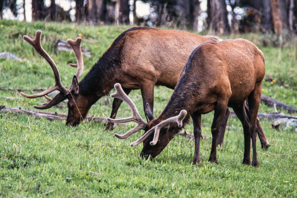 Two bull elk grazing in Yellowstone National Park in Wyoming.  / Credit: Jon G. Fuller/VWPics/Universal Images Group via Getty Images