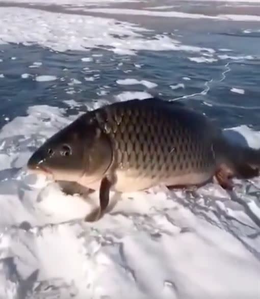 怪魚疑似靠雙鰭站在雪地上。（圖／翻攝自微博）