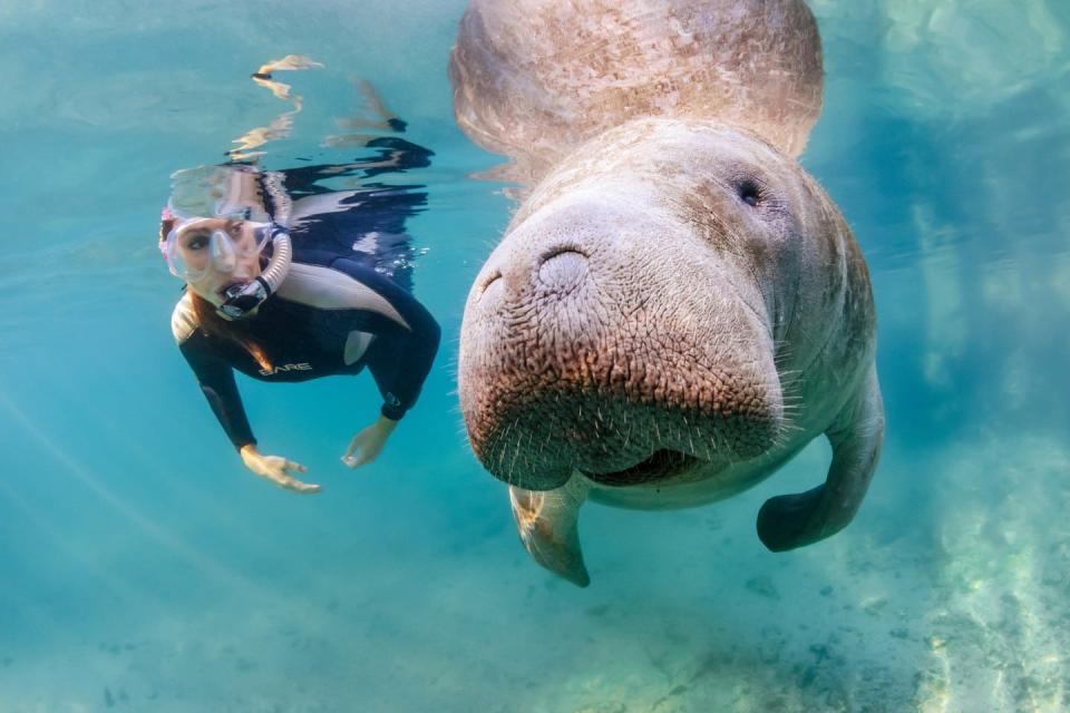 Manatee Lagoon, an FPL Eco-Discovery Center, will kick off the start of their 2023-24 season with a celebration on Saturday, Nov. 18 that will include scavenger hunts, face painting, frozen treats and more.