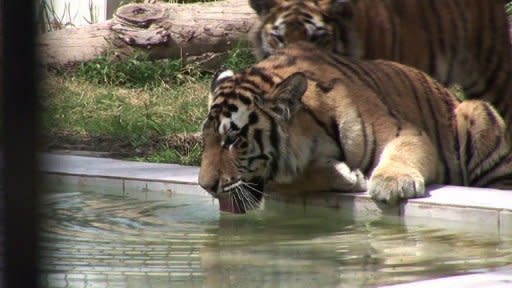 Baghdad Zoo Animals Suffer as Mercury Hits 50 Degrees