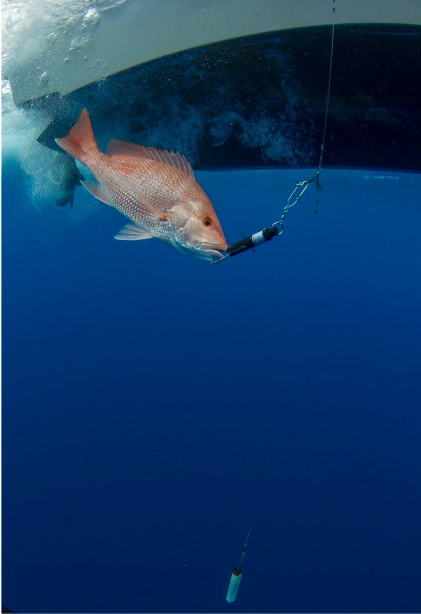 A red snapper being sent home with the help of a descending device. Not pictured, likely: An interested shark.