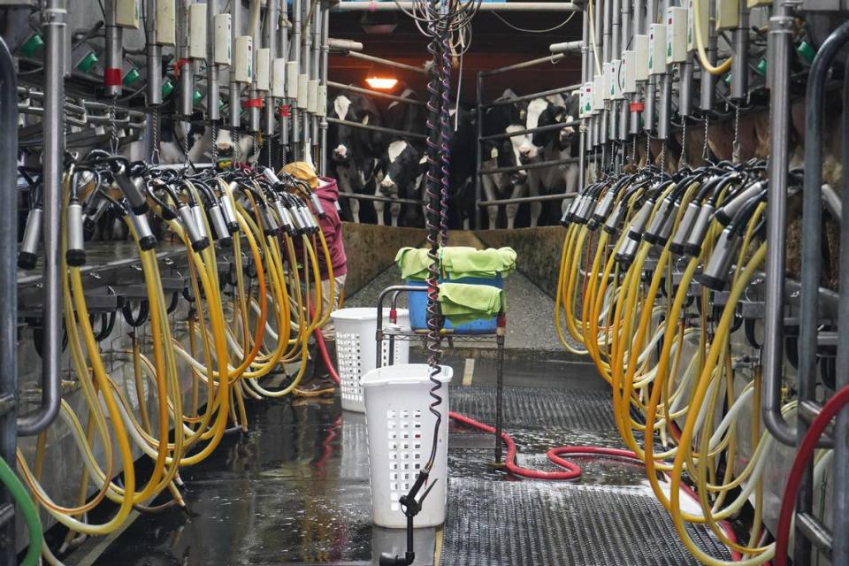Dairy cows wait to be milked at Ferndale Farmstead on March 28, 2024, in Bellingham, Wash.