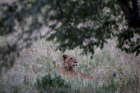 A lion cub rests in the grass at Lake Nakuru National Park, Kenya, August 19, 2015. REUTERS/Joe Penney