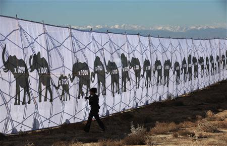 A woman walks by a banner representing the number of elephants killed to produce the 6 tons of ivory to be crushed in Denver, Colorado November 14, 2013. The U.S. Fish and Wildlife Service organized the crushing. REUTERS/Rick Wilking