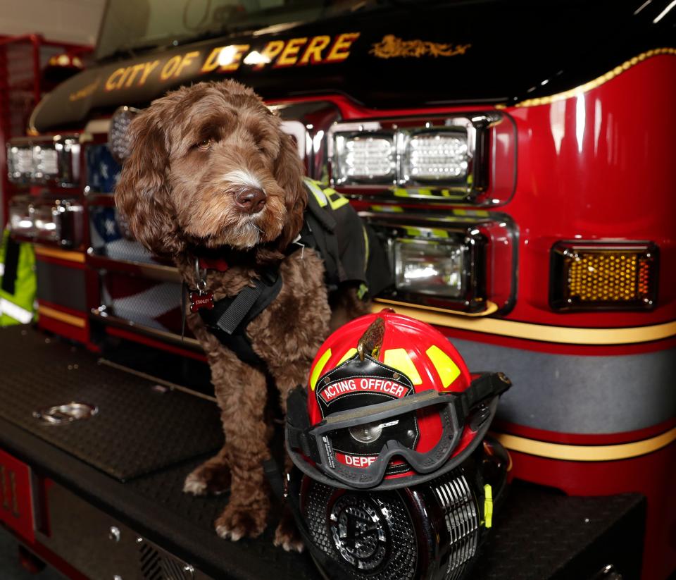 Stanley is an Australian labradoodle who just turned 1 on Feb. 9. As De Pere Fire Rescue's therapy dog, his primary duty is to be there to help ease the stress of first responders.