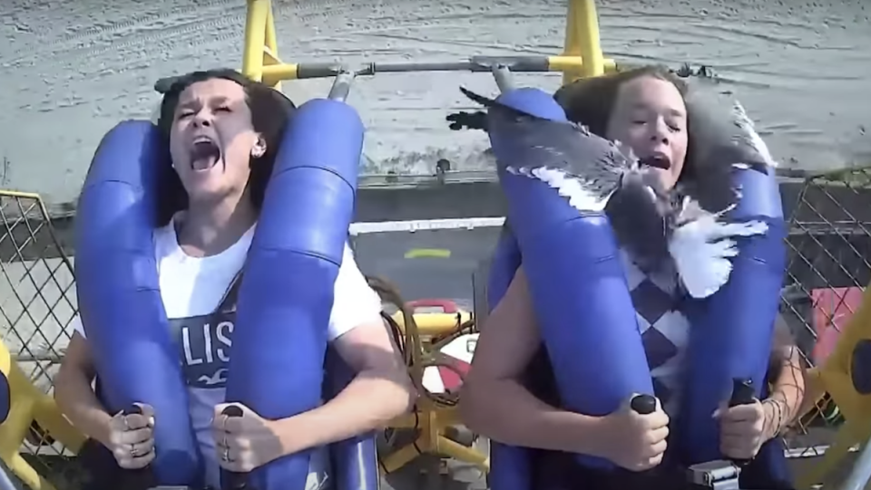 Two girls riding an amusement park as a seagull flies into them