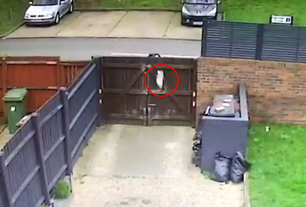 He then hurled the parcel into the back garden (SWNS) 