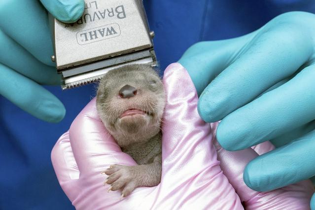 Morimos de amor! Acuario rescata nutria bebé en California - Grupo Milenio