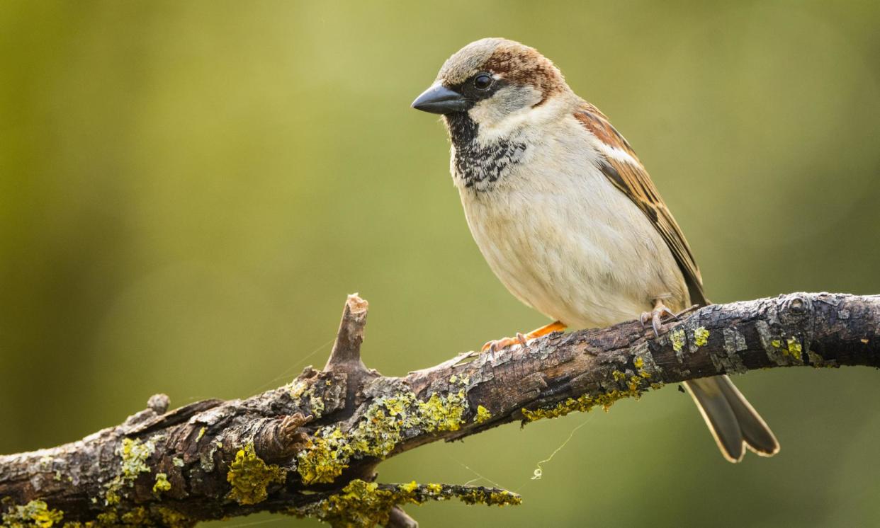 <span>An average of four house sparrows were spotted in every garden.</span><span>Photograph: Anadolu/Getty Images</span>