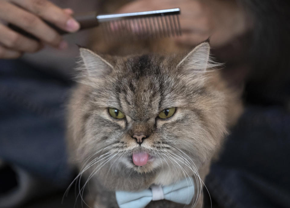 A cat has its hair brushed at the Caturday Cafe in Bangkok, Thailand, Friday, May 8, 2020. Small restaurants are one of the few occupations that were allowed to start again during a gradual easing of restrictions in Thailand's capital Bangkok imposed weeks ago to combat the spread of the coronavirus. (AP Photo/Sakchai Lalit)