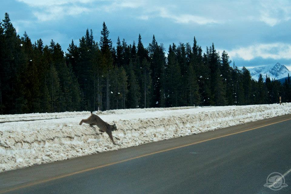 Parks Canada employee Alex Taylor snapped this photo when visitors to Banff National Park that a mother lynx and her kitten were attempting to cross the Trans-Canada Highway.