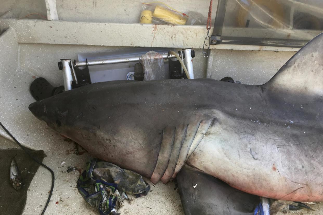 Fisherman Terry Selwood was left badly bruised and bloodied when the 200kg shark landed on him: AP