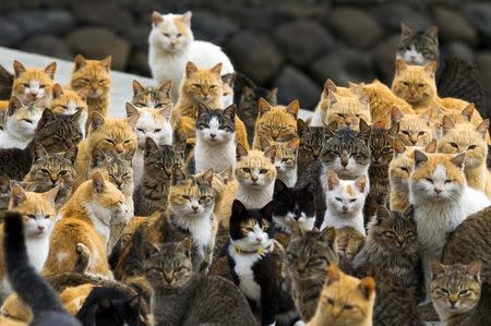 Cats crowd the harbour on Aoshima Island in the Ehime prefecture in southern Japan February 25, 2015. REUTERS/Thomas Peter