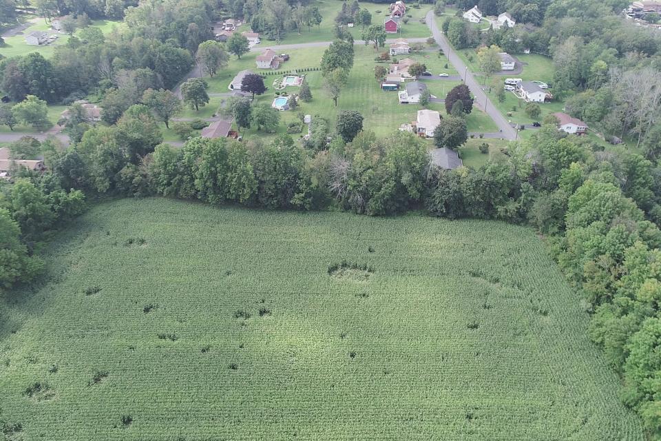 Circles in Sussex County farmer Phil Brodhecker's corn fields are caused by black bears rolling around as they eat his crops, in Newton, N.J.