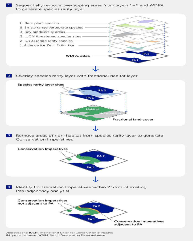 如何建立保護優先區域及其鄰近分析：<br>將六層稀有物種數據與世界保護區數據庫（WDPA）疊加，去除重疊區域，生成物種稀有性層。<br>將生成的物種稀有性層與包含棲息地和非棲息地區域的土地覆蓋地圖疊加。<br>從物種稀有性層中去除非棲息地區域，以得出保護優先區域。<br>完成上述步驟後，進行空間分析，識別出與現有保護區相鄰的保護優先區域（即距離在2.5公里內）。（圖／<a href="https://www.frontiersin.org/journals/science/articles/10.3389/fsci.2024.1349350/full" rel="nofollow noopener" target="_blank" data-ylk="slk:Frontiers in Science）;elm:context_link;itc:0;sec:content-canvas" class="link ">Frontiers in Science）</a>