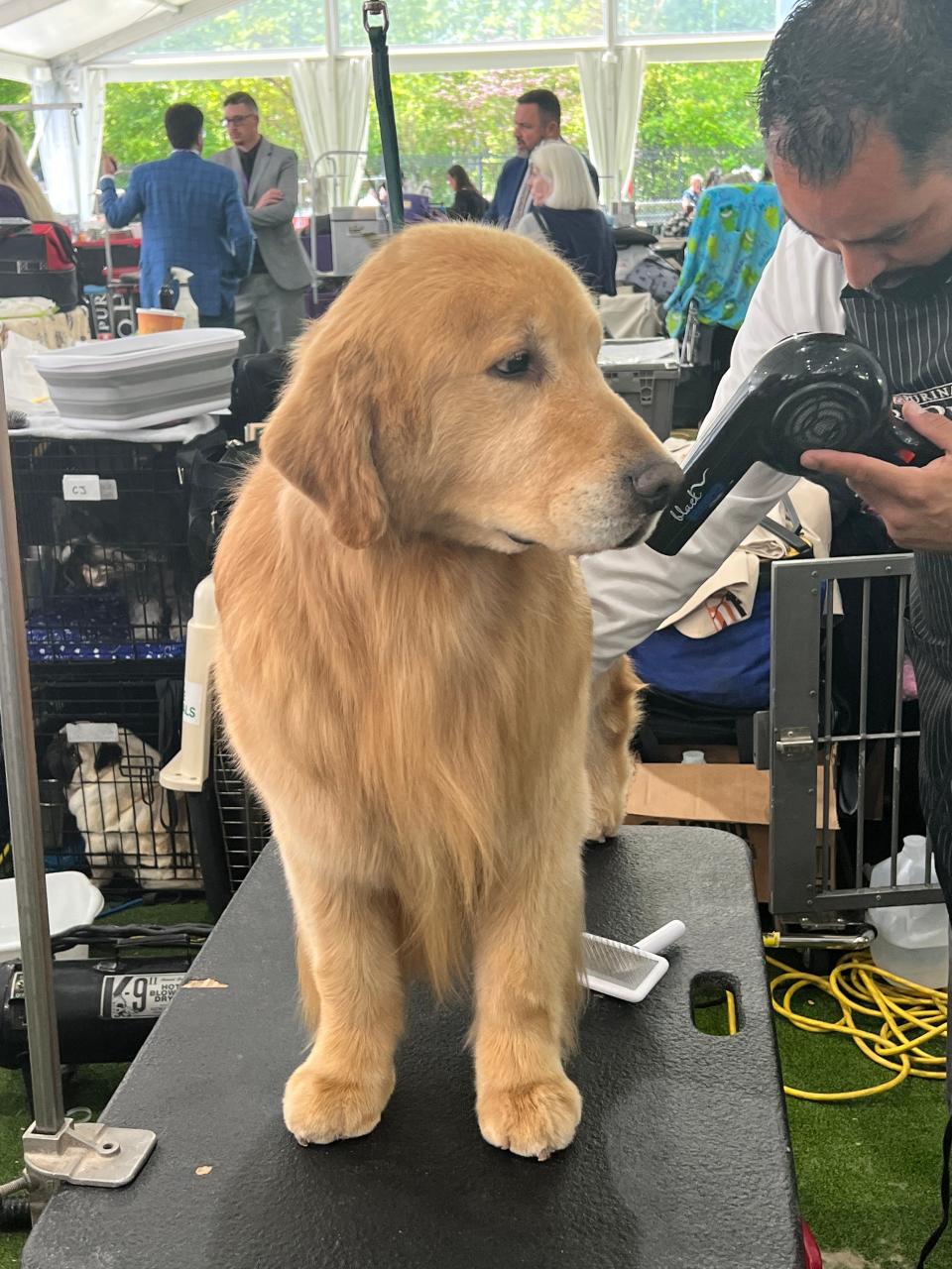 dogs at westminster