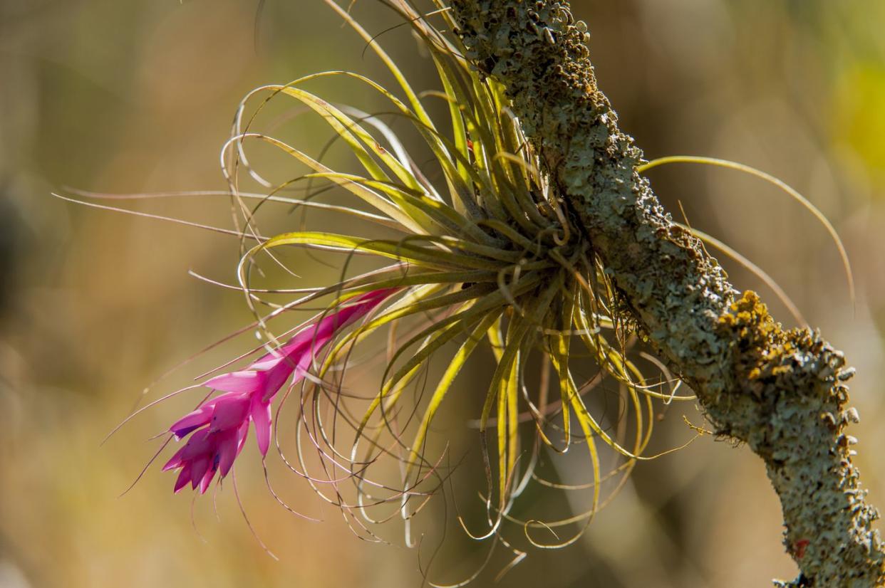 a bromeliad tillandsia flowering in the coastal rainforest