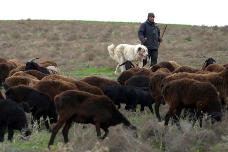 Le berger Bakhtior Charipov et son troupeau de moutons de Hissar le 27 mars 2024, dans l'ouest du Tadjikistan (Amir ISAEV)