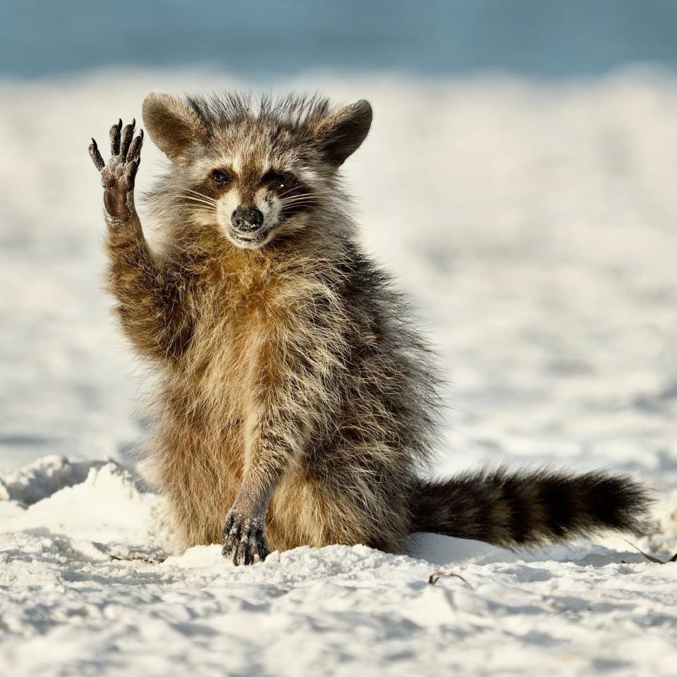 Titled “Hello everyone,” a raccoon waves on a Florida beach after being fed shrimp by the photographer, Miroslav Srb.