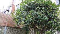 <p>'People talk of using small trees in small gardens but that's actually completely the wrong approach. You should be talking about using large shrubs.'</p><p>Although, if going on the small side, Andy recommends Osmanthus aquifolium (Holly Olive) for its amazing sculptural stems. </p>