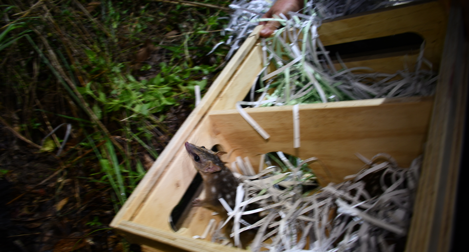 A still showing the moment the quoll was released from a box in Far North Queensland. 