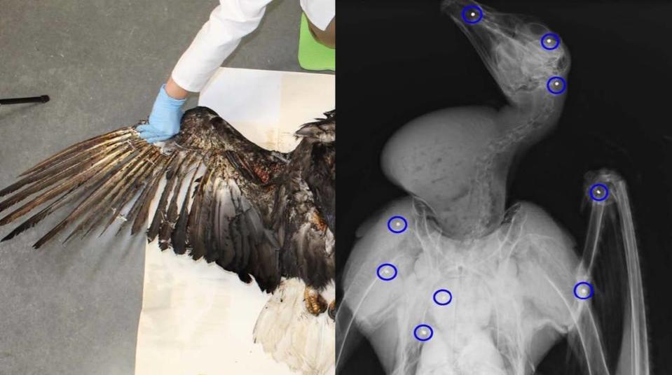 A photograph and X-ray taken during an examination of a bald eagle found dead by a power line near Jordan Valley, Oregon, revealed numerous pellets (blue circles) in association with fresh wounds, indicating the bird died from gunshot wounds and contacted power lines as it fell to the ground.