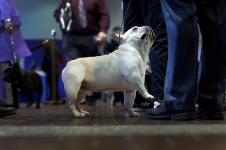 A French bulldog looks up at his handler before judging at the 2016 Westminster Kennel Club Dog Show in the Manhattan borough of New York City, February 15, 2016. REUTERS/Mike Segar