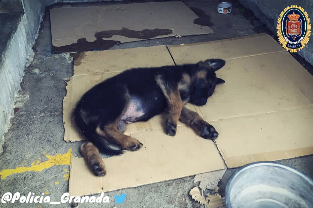 Die Polizei brachte den Schäferhundwelpen zunächst zum Tierarzt. (Bild: Screenshot Twitter/Policia Granada)