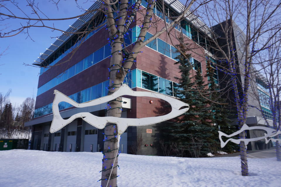 Salmon sculptures that line the outside of the Bristol Bay Native Corp. building in Anchorage are seen on Feb. 21, 2024. Bristol Bay Native Corp. has opposed the Pebble mine, citing the region's dependence on salmon. (Photo by Yereth Rosen/Alaska Beacon)