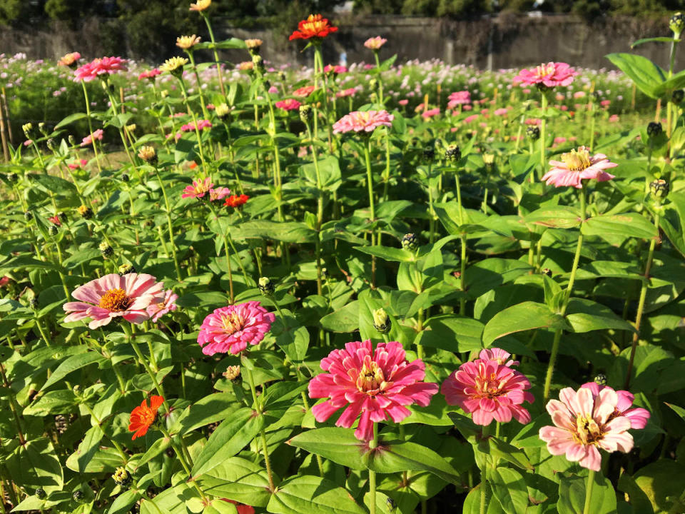 相同色系的百日草正花苞累累(圖片來源：台北市政府工務局水利工程處)