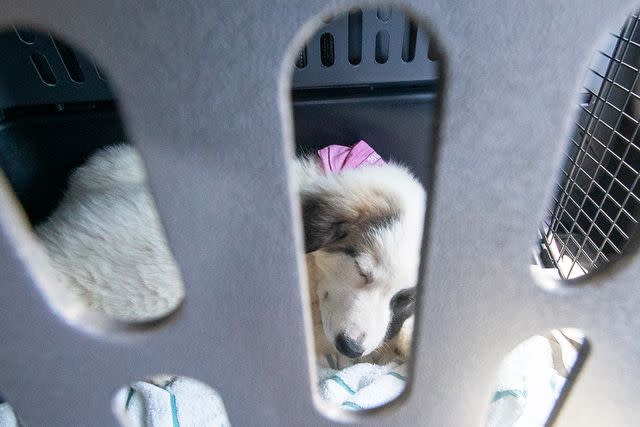 <p>Cirrus</p> Patches the puppy sleeping in her crate during her rescue flight with Aaron O'Connell