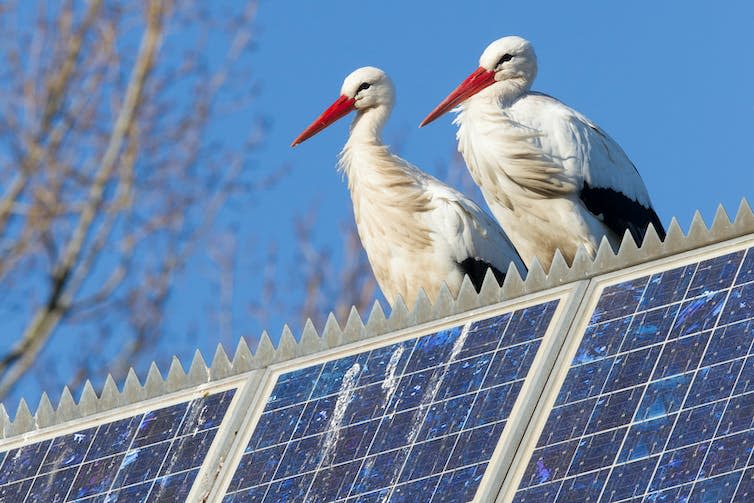 Two storks sit atop a row of solar panels.