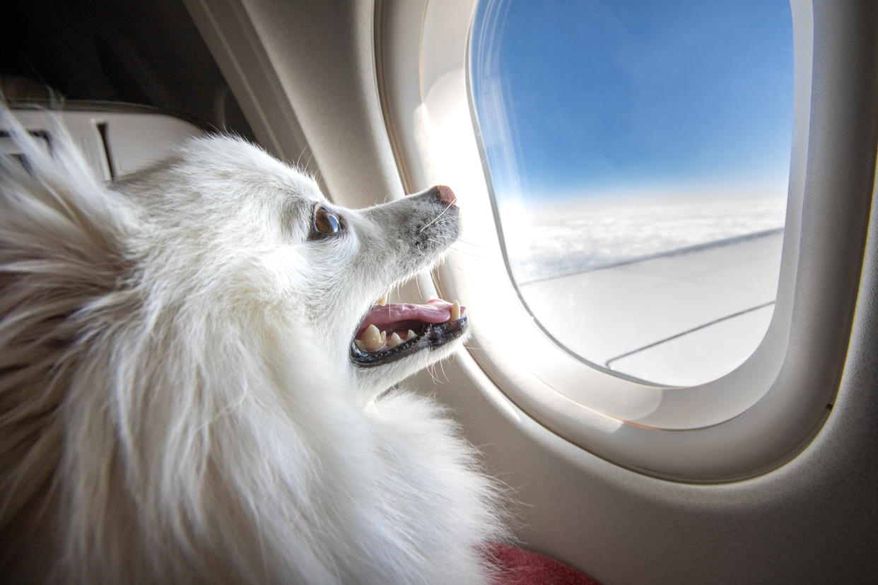 Delta, United, American, Alaska and JetBlue are a handful of the airlines which will implement the emotional support animal restrictions starting Jan. 11. (Photo: Getty Images stock photo)