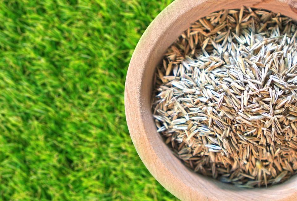 A close up of grass seed in a container with a lush green lawn in the background.