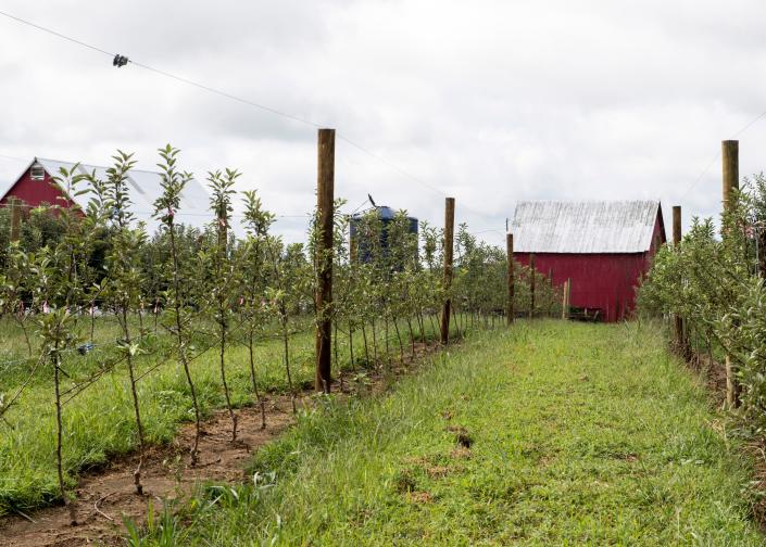 Evansville Countryside Orchard will be the setting for Saturday&#39;s Brunch &amp; Blossoms, catered by Culinary Innovations.