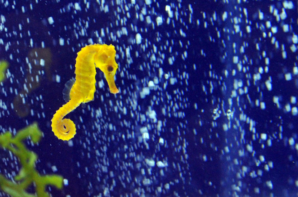 A seahorse (Hippocampus Reidi) is displayed during a news conference before the 2012 Taiwan International Aquarium Expo in Taipei November 5, 2012. More then one hundred tanks of fish from many countries will be on display in the four day exhibition at Nangang Exhibition Hall from November 9 to 12. Mandy Cheng/AFP/Getty Images