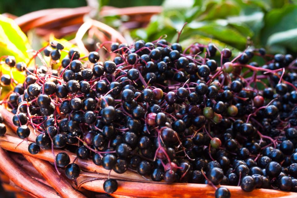 Close view of a bushel of harvested elderberries in a wicker basket