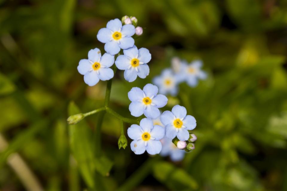 <p>No one could ever forget a flower as beautiful as the forget-me-not, which <a href="https://statesymbolsusa.org/symbol/alaska/state-flower/alpine-forget-me-not" rel="nofollow noopener" target="_blank" data-ylk="slk:Alaska;elm:context_link;itc:0;sec:content-canvas" class="link ">Alaska</a> adopted as its state flower in 1907.</p>