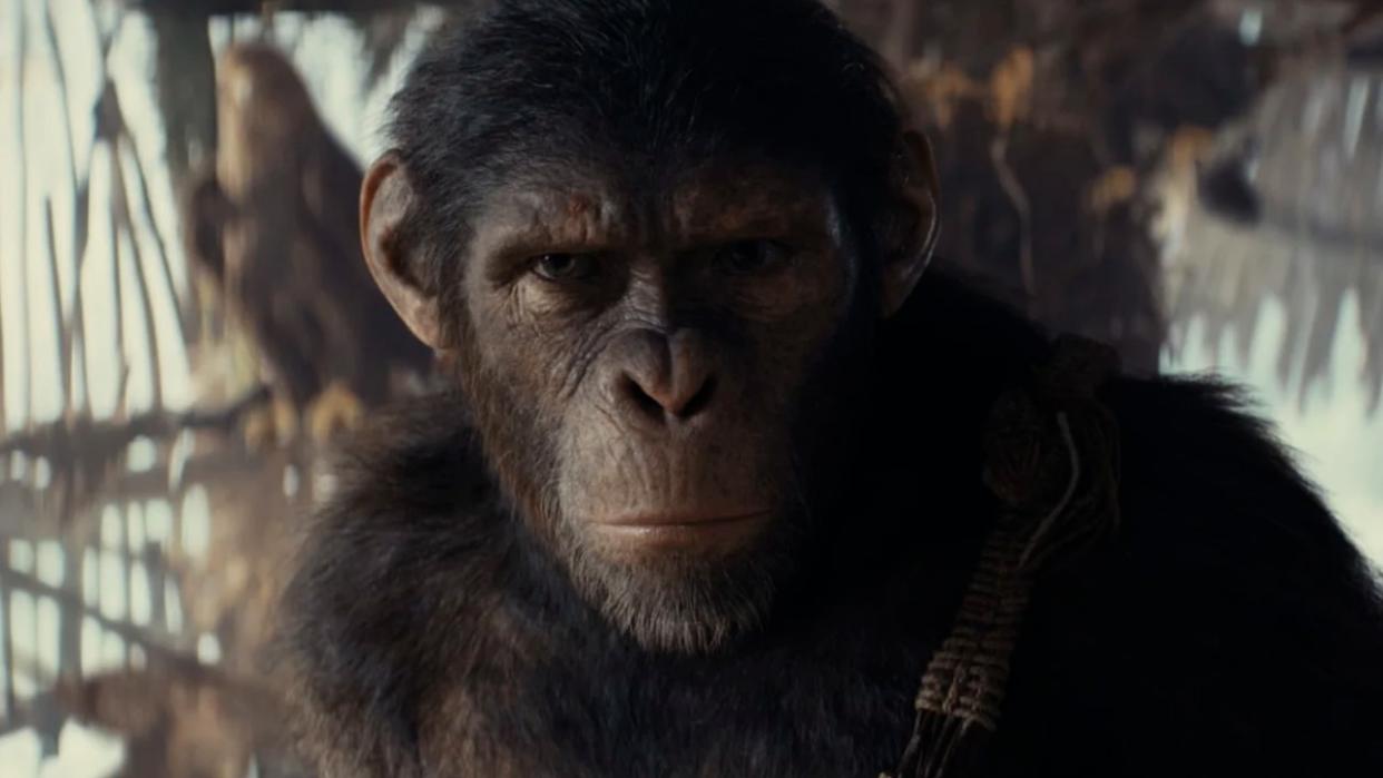  Noa the chimp in Kingdom of the Planet of the Apes. 