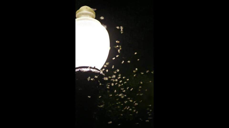 Formosan termites swarm around a light in New Orleans Tuesday, May 8, 2007. The termites are believed to have entered Louisiana in wooden crates returned from the Pacific Rim during and after World War II according to the Louisiana State AgCenter.