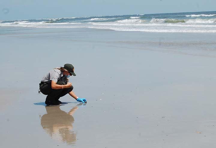 Hammocks Beach State Park Ranger Francine Bozak is placing a baby loggerhead turtle near the surf on Bear Island. Cleaning up the beaches can help make sure these turtles survive.