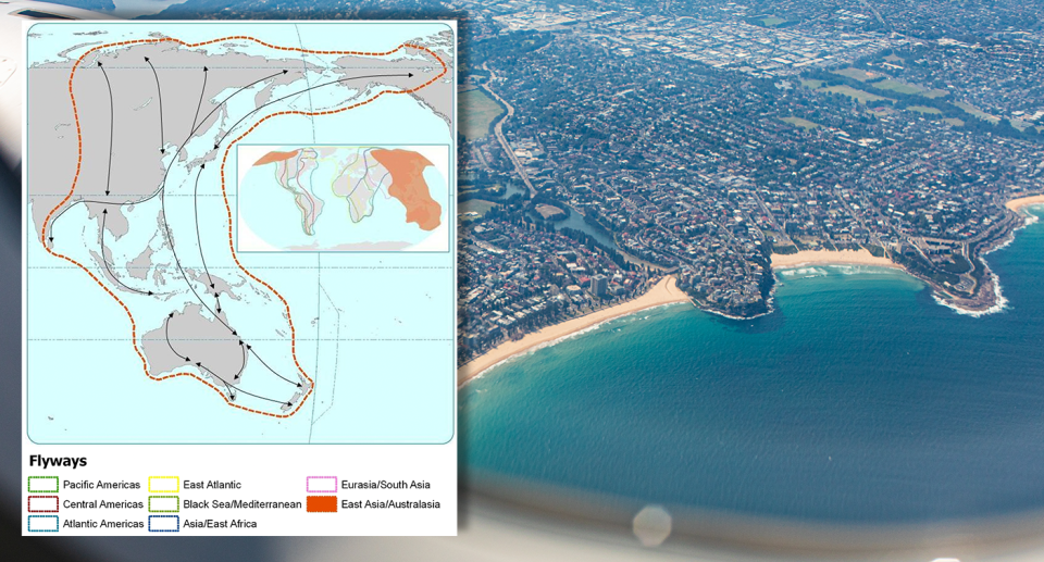 An East Asia and Australasia flyway map (inset). Flying over Sydney from a plane (background).