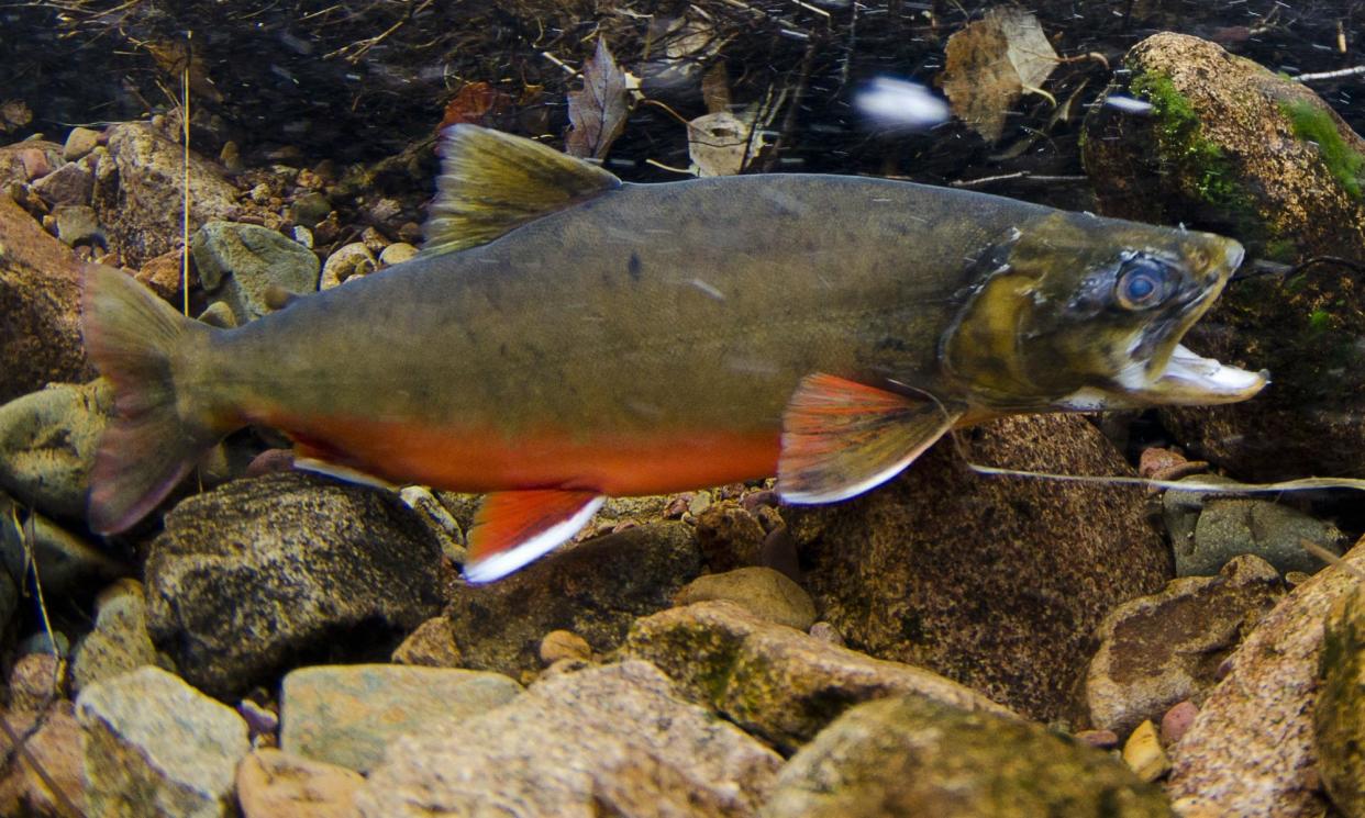 <span>Similar to trout and salmon, the char has a long history as a culinary delicacy.</span><span>Photograph: FLPA/Jack Perks/Rex/Shutterstock</span>